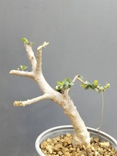 Bonsai Olivastro 26x17cm In