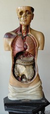 Busto Anatomico, Didattico. A.Fumeo Milano .fine 800 Primi 900