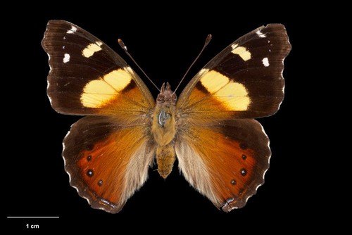 Nymphalidae vanessa itea - vanessa,
