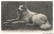 CD-BFP1-0907-CANE - Cane Dei