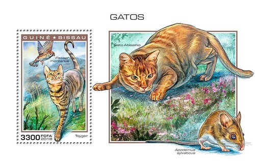 Timbri gatti toyger - timbri, gatto