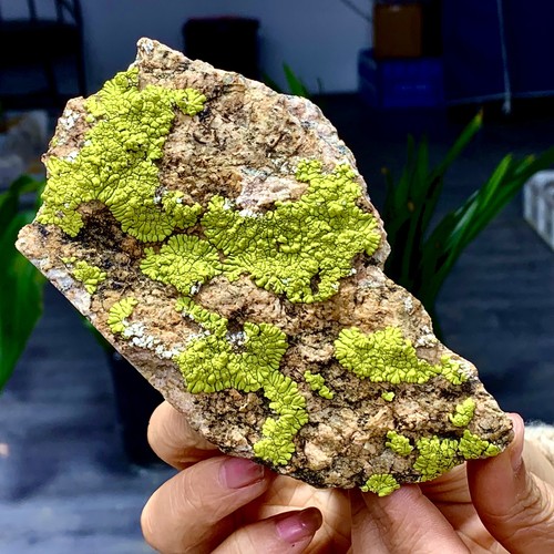 Lichene crostoso gobi verde - crostoso,