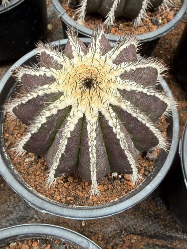 Rara pianta cactus - pianta,