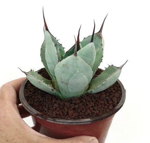 Agave parryi blue - , huntington