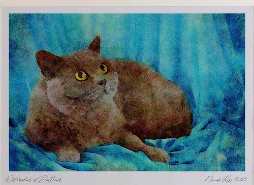 458024 british shorthair - 458024, blue