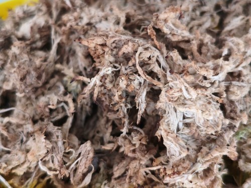 Sfagno secco cileno - secco,
