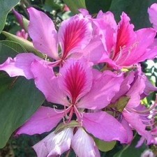 5+ Pink Hong Kong Orchid Tree