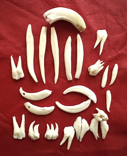 Lotto denti di cinghiale - denti,