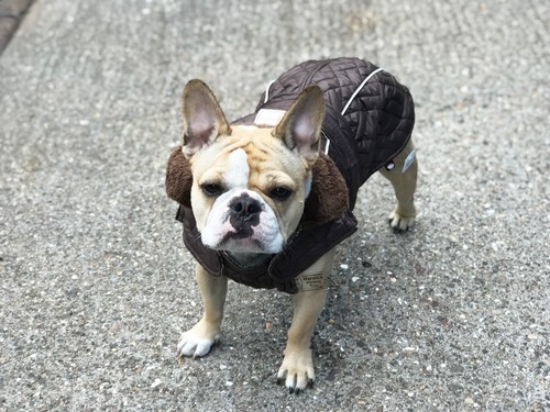 Cappotto cane bulldog morbido - cappotto,
