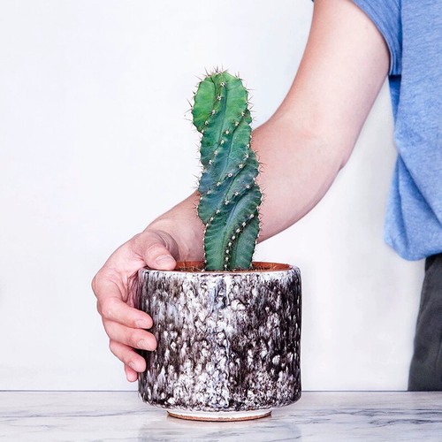 Pianta cactus succulenta - di,