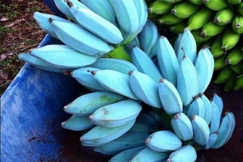Pianta banano blue - blue, java