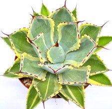 Agave potatorum Kishoukan
