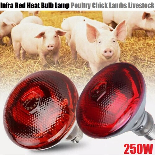 Lampadina termica infrarossa - lampadina,