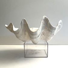 Scultura gigante conchiglia