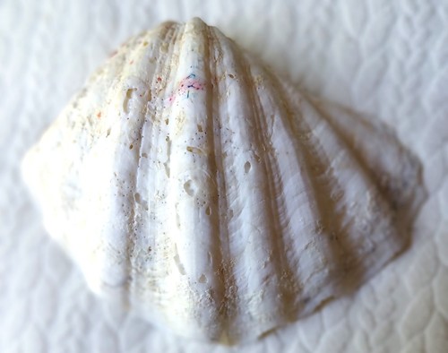 Conchiglia gigante - conchiglia,