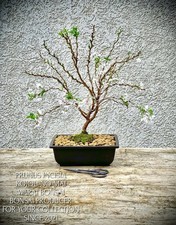 Prunus incisia "Kojou-no-mai"