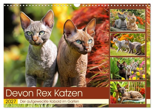 Devon rex katzen - devon, der
