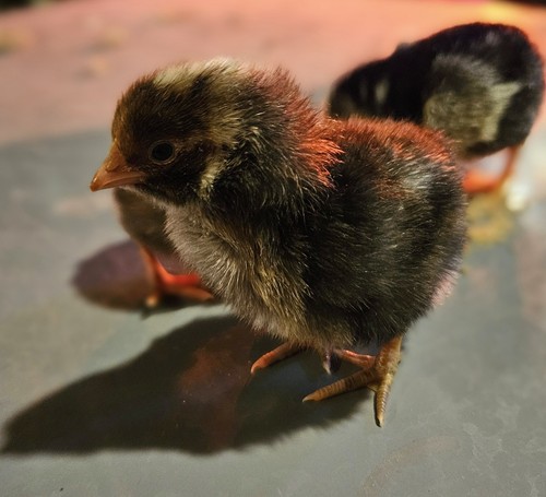 Golden cuckoo maran - (10),