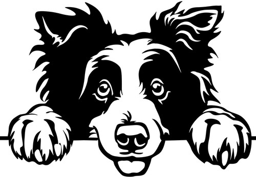 Adesivo border collie - adesivo,