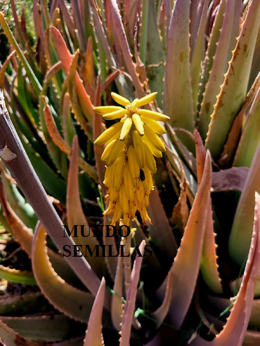 Aloe vera - vera,