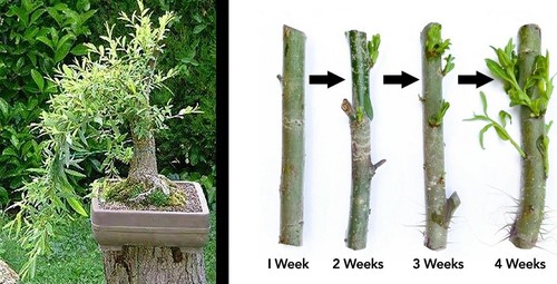 Black willow tree - black,