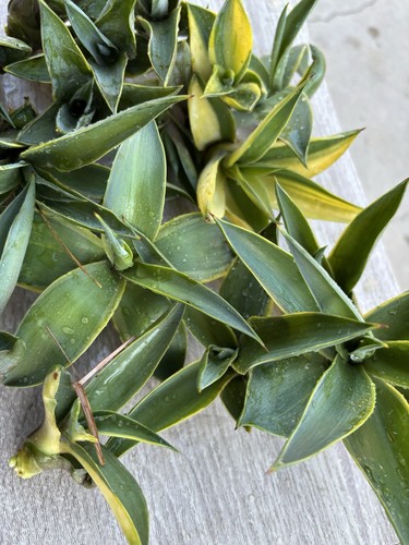 Agave desmetiana variegated - desmetiana,