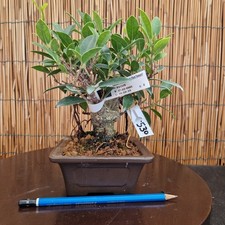 Bonsai di Ficus h 23cm Visita
