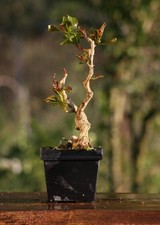 Prebonsai Melograno  (63)