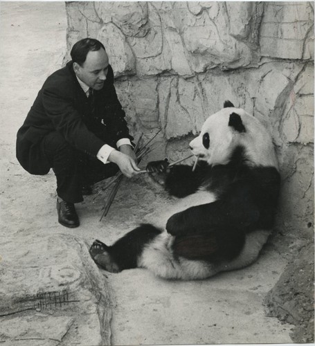 Famous giant panda chi - famous,
