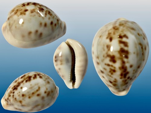 Cypraea tigris zamboanga - cypraea, tigris,