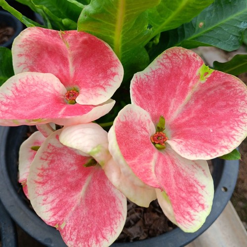 Pianta ibrida euphorbia milii - ibrida,