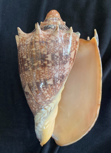 Volutidae cymbiola imperialis - cymbiola,