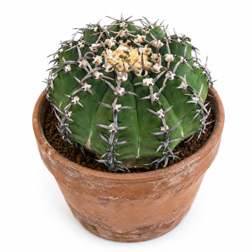 Gymnocalycium vatteri seeds - gymnocalycium,