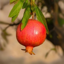 Pianta frutto melograno - pianta,