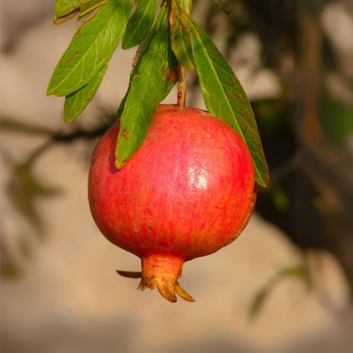 Pianta frutto melograno - da,