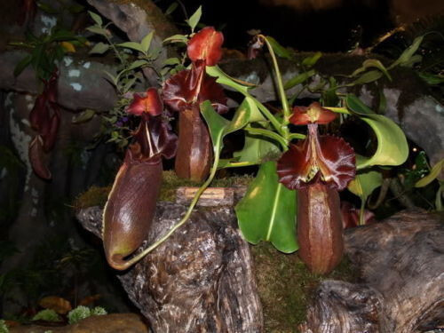 Semi nepenthes queen - nepenthes,