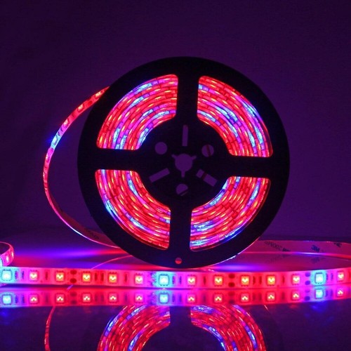 Striscia growled led grow