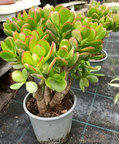 Pianta albero giada - albero, di