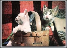 Carini gattini nel cesto foto