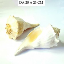 CONCHIGLIA VERA , CONCHIGLIA BUSYCON CONTRARIUM , CONCHIGLIE BUSYCON