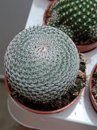 Mammillaria pseudoperbella - mammillaria,