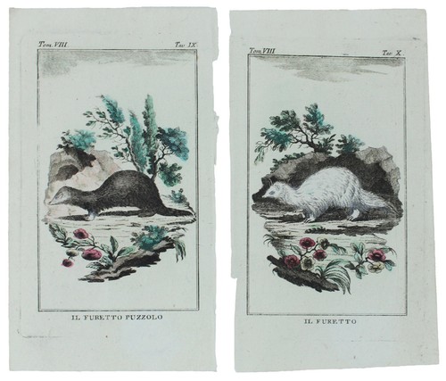 Furetti tavole originali - :,