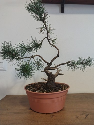 Bonsai pino mugo - bonsai,