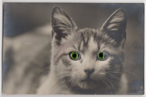 Cat with green - with, eyes