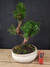 bonsai tasso  35 cm visita il