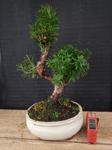 Bonsai tasso visita il - ,