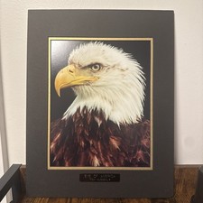 Foto Aquila Calva Occhio