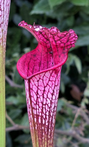 Sarracenia leucophylla l53 - sarracenia, mk