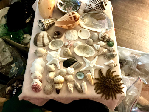 Super large seashell lot - seashell, in