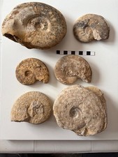 Lotto Ammoniti fossili